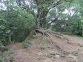 Thumbnail for version as of 15:49, 15 July 2024