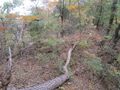 Thumbnail for version as of 21:50, 22 December 2020