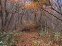 NechiKamijouyamajou (2).JPG