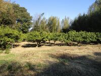 MikawaTakenoyajou (9).jpg
