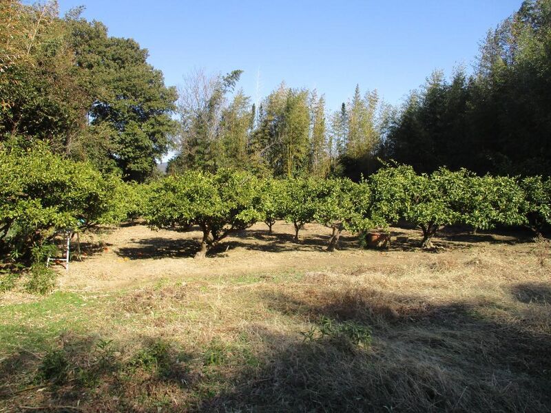 File:MikawaTakenoyajou (9).jpg