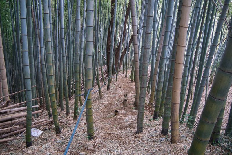 File:Usami hanareyama2.jpg
