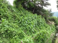 OzoYashiki (25).JPG