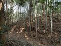 Takenaka21.jpg