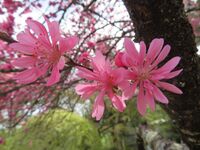 TakatohjouHankou020.jpg