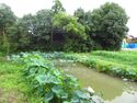 Honshōjijō24.JPG