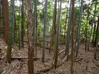 Okudanitanba23.jpg