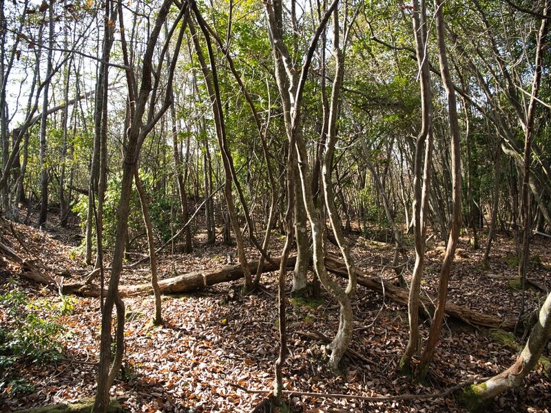 File:Inokurakyoto31.jpg