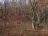 Tsukiyodanajou (8).jpg