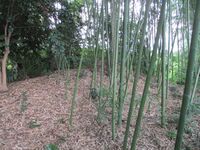 KaiAmemiyaYashiki (5).JPG