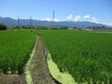 KaiImaiYashiki (1).JPG