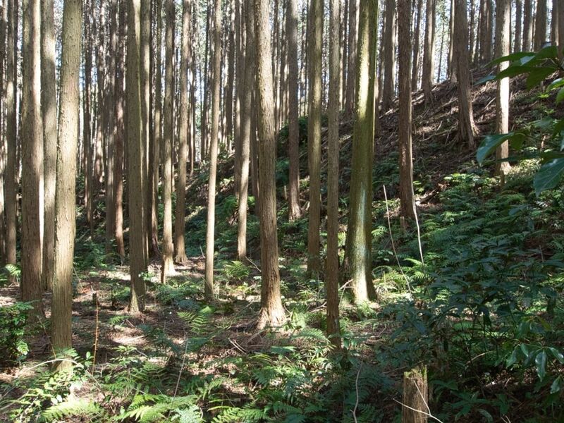 File:Shigisan34.jpg