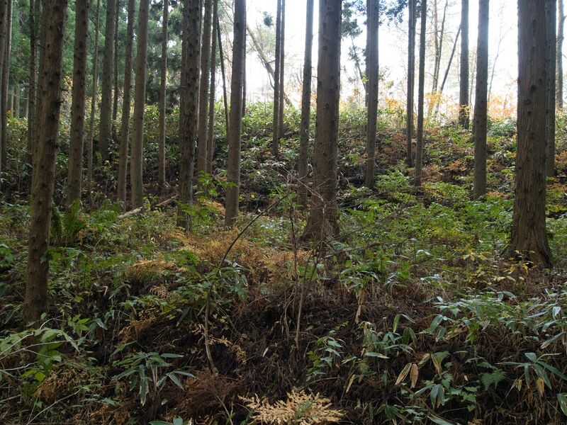 File:Chausudate6.jpg