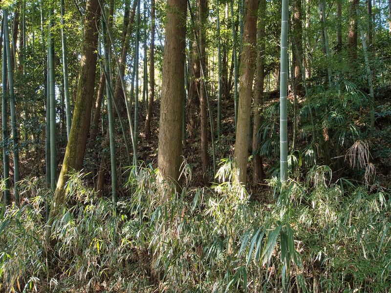File:Hattori19.jpg