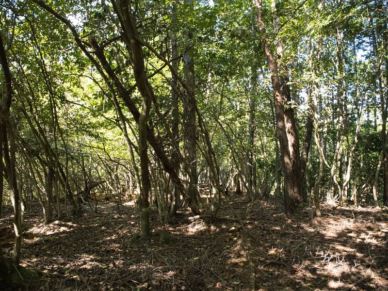 File:Gomanakamura3.jpg