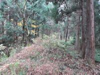 NechiKuriyamajou (4).JPG