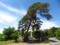 KamaguraYakata (2).JPG