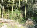 NagasakaYashiki (6).jpg