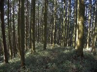 Ogawanakanokoka9.jpg