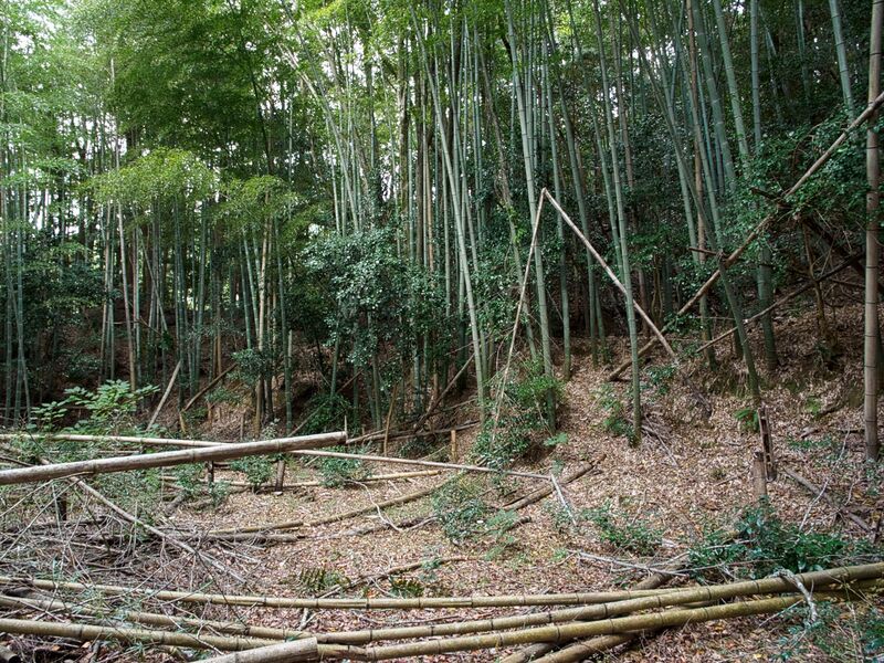 File:Okudanitanba2.jpg