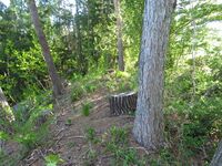 SeirinToride (7).JPG
