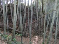 TouyaganejouA (4).jpg