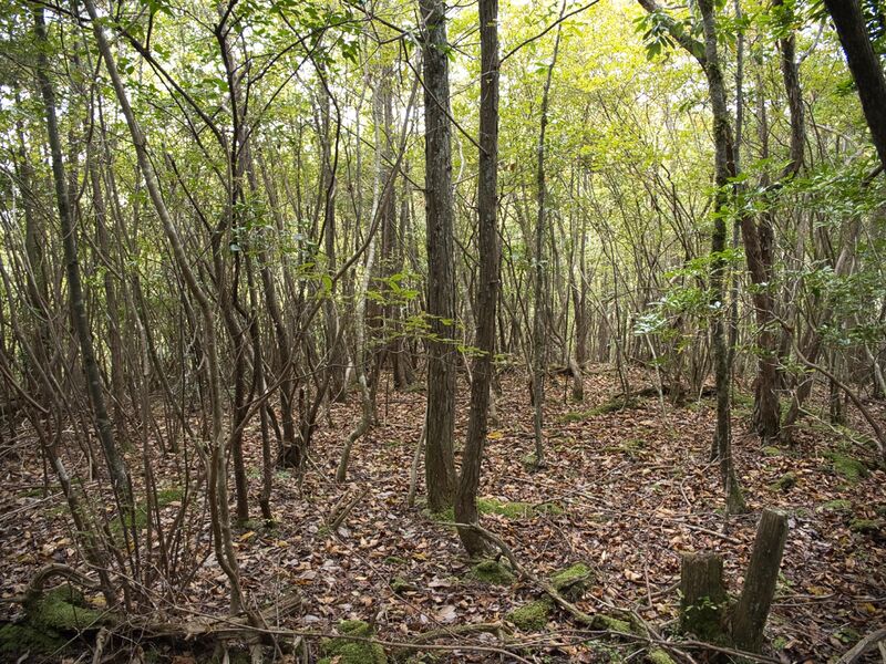 File:Hannyajitanba9.jpg