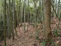 Kaseyamakyoto5.jpg