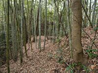 Kaseyamakyoto5.jpg