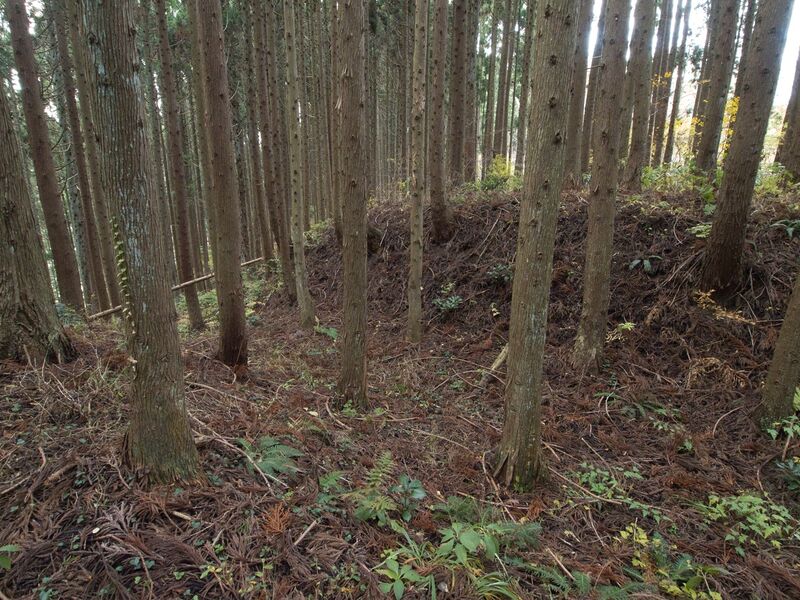 File:Chausudate4.jpg