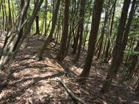 Nakataniyama24.jpg