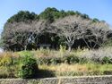 NagashinoTenjinyamaJinsho (2).JPG
