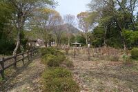 Ogawa6.jpg
