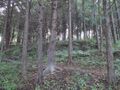 Thumbnail for version as of 10:15, 19 May 2024
