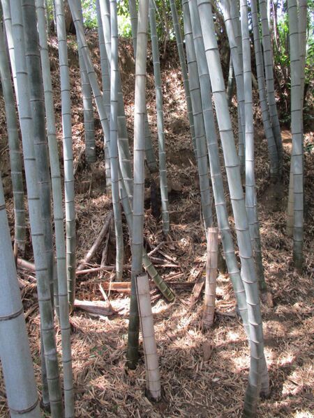 File:Iwazushinjou (2).jpg
