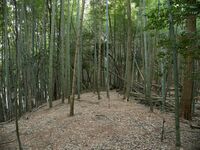 Ogawanishinokoka35.jpg
