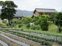 WakabayashiYashiki (3.5).JPG