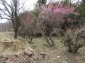 Thumbnail for version as of 21:07, 30 April 2020