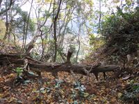 EchigoKanayamajou (18).JPG