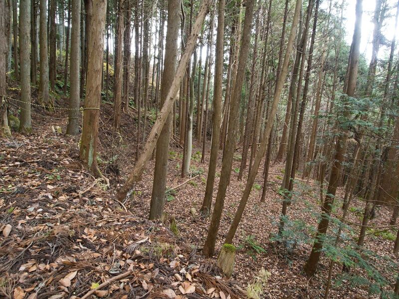 File:Ogoe25.jpg