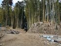 Takenaka28.jpg
