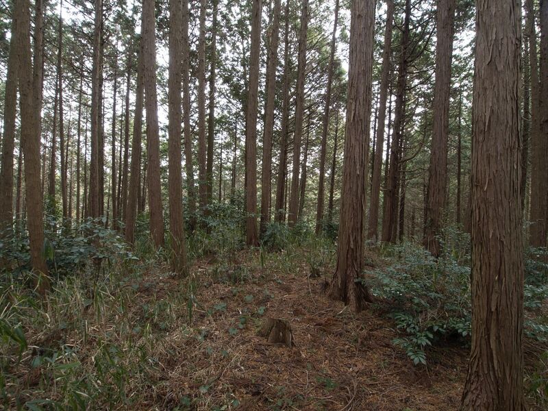 File:Wadakoka19.jpg
