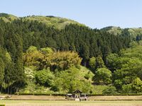 Ichijodani-town34.jpg