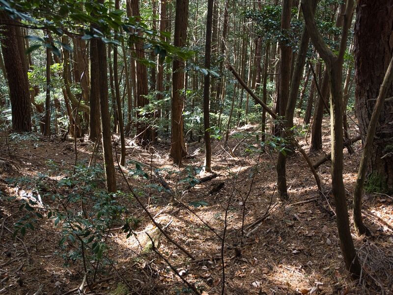File:Kannosankyoto41.jpg