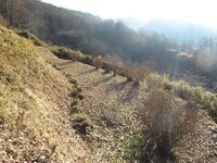 桜城05.JPG