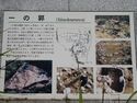 Futogejô(ichinokuruwa2).JPG