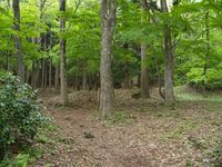 Ichijodani-yamajiro50.jpg