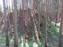 Ishigami (11).JPG