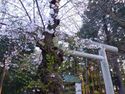 MusashiNinomiyajou (1).jpg