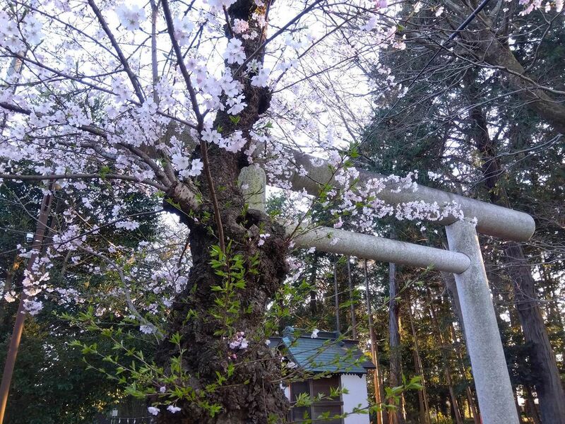 File:MusashiNinomiyajou (1).jpg